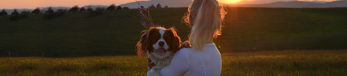 Dog-friendly Surrey Holidays