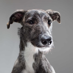 Piper