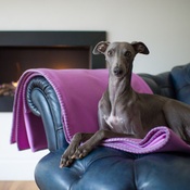 The Lounging Hound - Pure Wool Throw - Aurora Pink