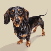 Paint My Dog - Dachshund Art Print