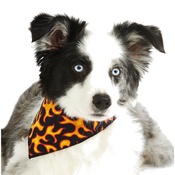 Pet Pooch Boutique - Flamin' Rocker Dog Bandana