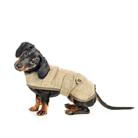 mini dachshund coat