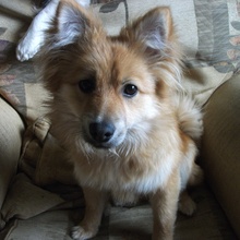 teddy