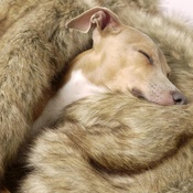 Charley Chau - Faux-Fur & Fleece Dog Blanket - Foxy