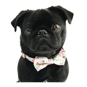 Percy & Co - Collar and Bow Tie - Clifton