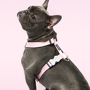 5 WAYS TO STYLE YOUR FRENCH BULLDOG