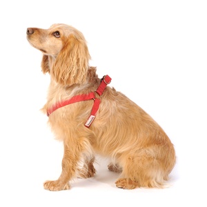 Bold Dog Harness – Red