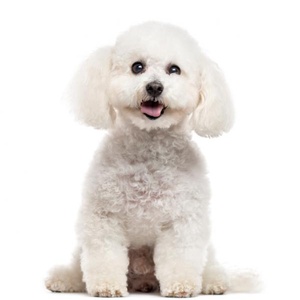 Spoil your Bichon Frise with these fabulous accessories!