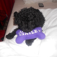 Bailey