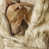 Charley Chau - Faux-Fur & Fleece Dog Blanket - Oatmeal
