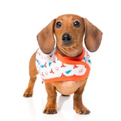 FuzzYard - Fox Wrap Dog Coat
