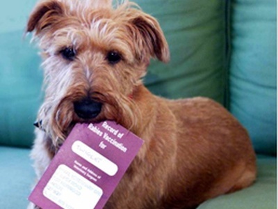 All You Need to Know about Pet Passports