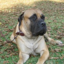 Bosco
