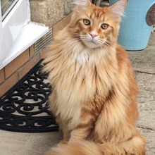 Aslan