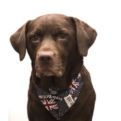 Dapper Pets - Union Jack Indiana Dog Bandana