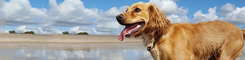 Dog-friendly Hotels Cornwall