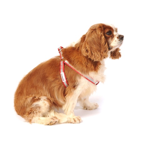 Doodlebone bold harness Clearance