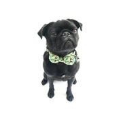 Percy & Co - Collar and Bow Tie - Alderley