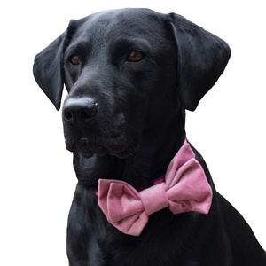 Pink Velvet Dog Bow Tie