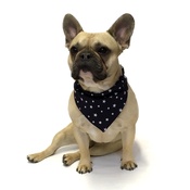 Dapper Pets - Navy Star Indiana Dog Bandana