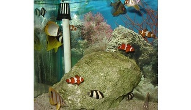 88 Aquarium Design Glasgow HD Terbaik