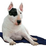 Aqua - Dog Cooling Mat in Pacific Blue
