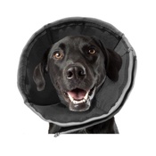 Zenpet - ProCone Recovery Cone