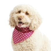 Pet Pooch Boutique - Pink Polka Dot Dog Bandana