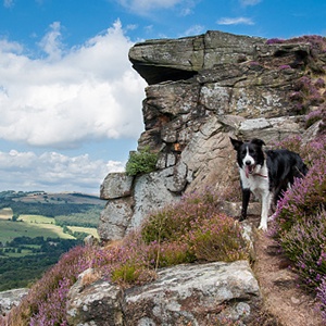 <strong>The Lake District</strong>: The perfect country retreat with dog-friendly walks on your doorstep.