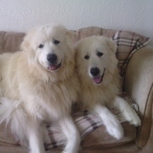 Koshi & Charley