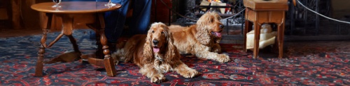 Dog-Friendly Pubs with Rooms England