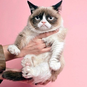 Top 10 Cats You Have To Follow on Instagram!