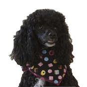 Pet Pooch Boutique - Sweets Galore Dog Bandana