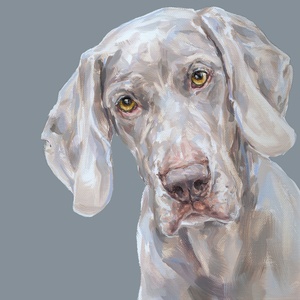 Weimaraner Art Print