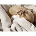 Double Fleece Dog Blanket - Oyster 2