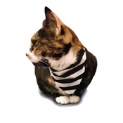 Zukie Style - Referee Dog & Cat Bandana