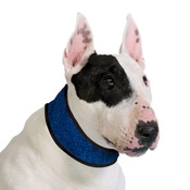 Aqua - Dog Cooling Collar in Pacific Blue