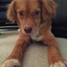 Hallie