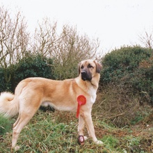 Anka