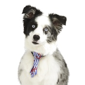Pet Pooch Boutique - Anchors Away Dog Tie