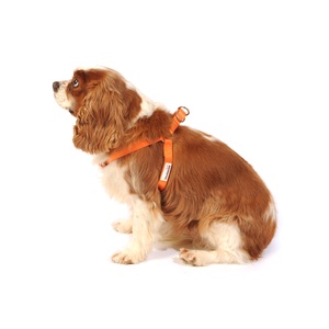 Bold Dog Harness – Orange