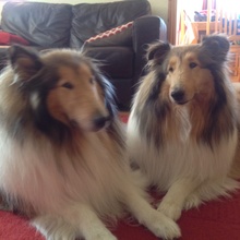 Honey and Lassie