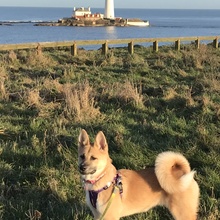 Zeva