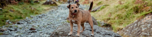 Dog-friendly Lake District