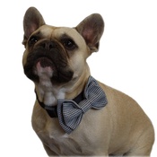 Dapper Pets - Dogtooth Dog Bow Tie