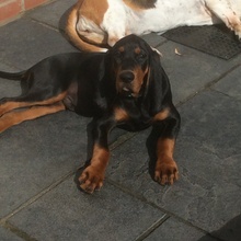 Cooper