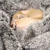 Charley Chau - Faux-Fur & Fleece Dog Blanket - Squirrel