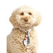 Pet Pooch Boutique - Reindeer Love Dog Tie