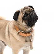 Mutts & Hounds - Oatmeal Leather Tassel Clip