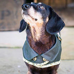 SHOP FOR YOUR DACHSHUND